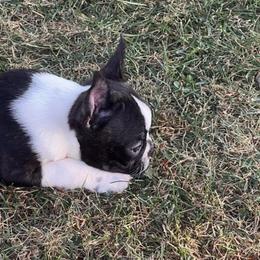Sassy - Brindle and white female Boston Terrier puppy in Yakima, Washington from Barnett’s AKC Boston Terriers