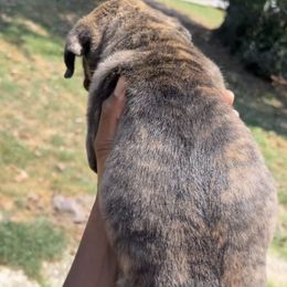 Cane Corso Puppies from Exotic Empire Kennels LLC