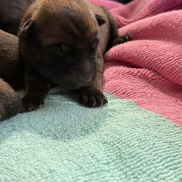 Blue collar - Mahogany male Belgian Malinois puppy in Denver, Colorado from Morales Kennels