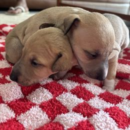 Italian Greyhound Puppies from Robert Ramirez's Italian Greyhound