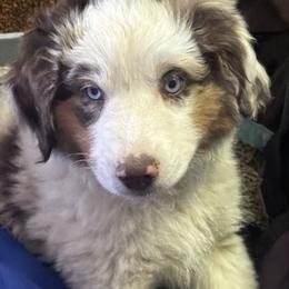 Kris Kringle - Red merle male Miniature Australian Shepherd puppy in Granbury, Texas from Jubilee Acres
