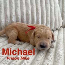 Goldendoodle Puppies from Double the Doodles