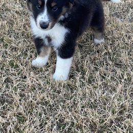 Shetland Sheepdog Puppies from Agee's World of Shelties