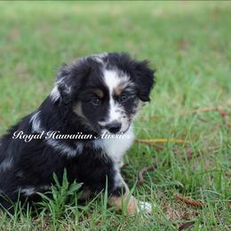 Plumeria - Blue merle Miniature American Shepherd puppy in Kamuela On The Big Island, Hawaii from Royal Hawaiian Aussies LLC