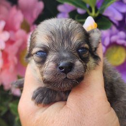 Arya - Cream sable female Pomeranian puppy in Sacramento, California from Melodyland's Beautiful Pomeranians
