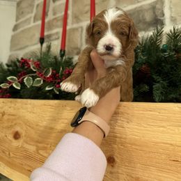Oliver🧡 - Goldendoodle puppy from Doodles Delight PNW