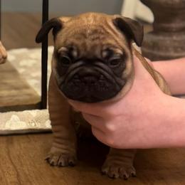 Elvis - Fawn male French Bulldog puppy in Girard, Kansas from Frenchie Kingdom