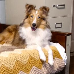 Diamond - Shetland Sheepdog