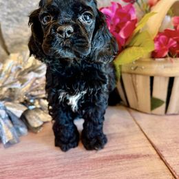 Cocker Spaniel Puppies from Priceless Pups