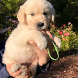 Boy 3 - Light golden male Golden Retriever puppy in Battleground, Washington from Brooklin Canine