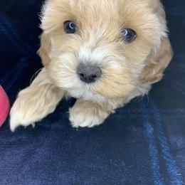 Maddie - Cream female Cockapoo puppy in Bedford, Iowa from Our Father’s Doodles