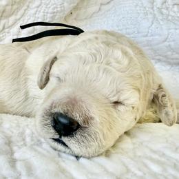 Mr Black Collar - White male Poodle puppy in Screven, Georgia from Dreamland Standard Poodles
