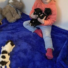 Portuguese Water Dog Puppies from Prestige Portuguese Water Dogs