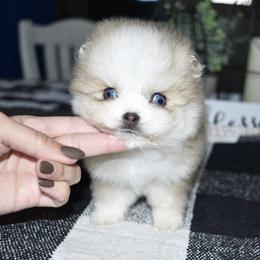 Mouse (Rare extreme toy size) - Merle female Pomsky puppy in Chino Valley, Arizona from Rose Peek Pomskies