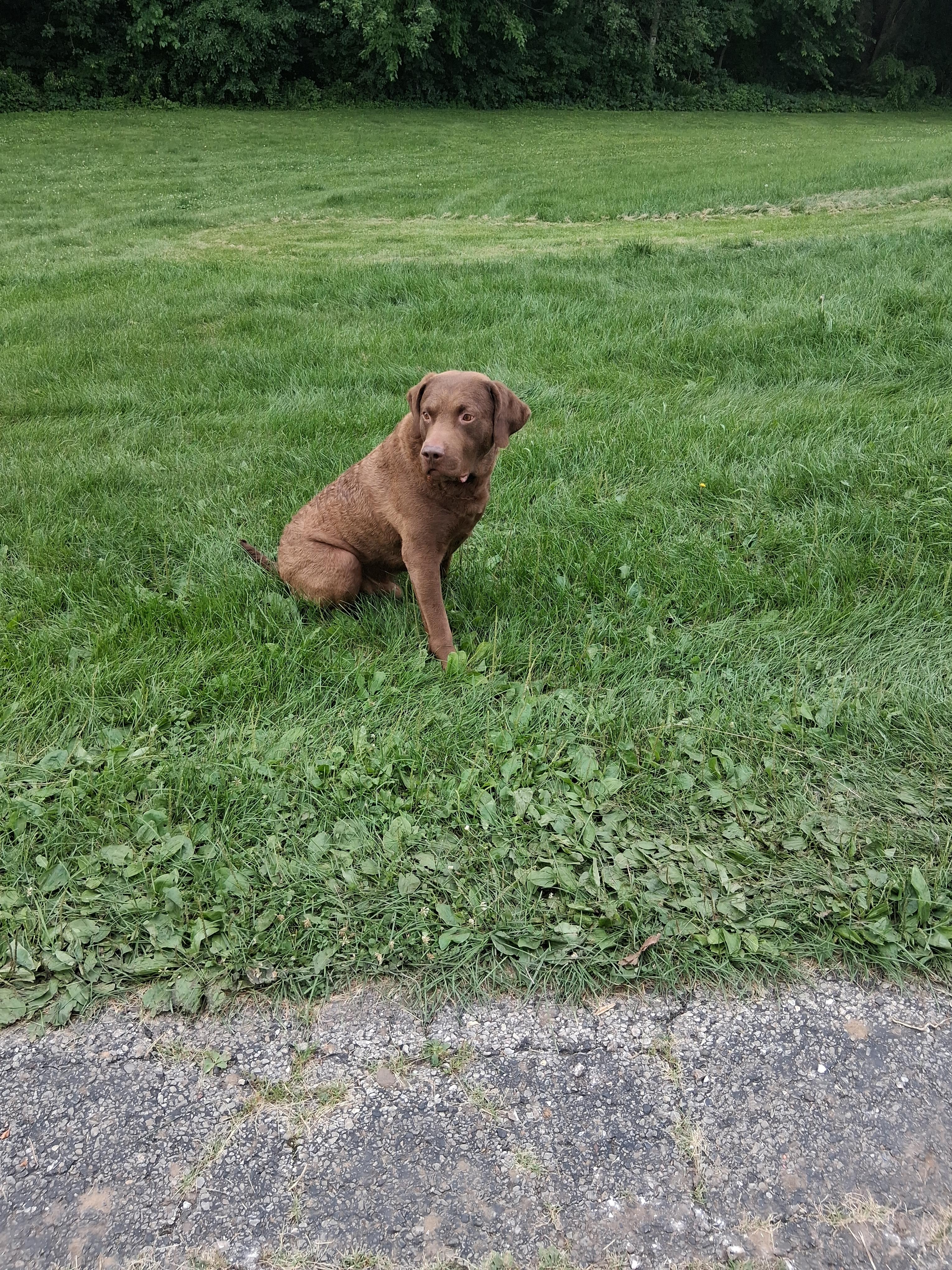 Dog