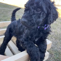 Labradoodle Puppies from Ross Farm Doodles