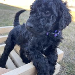 Labradoodle Puppies from Ross Farm Doodles