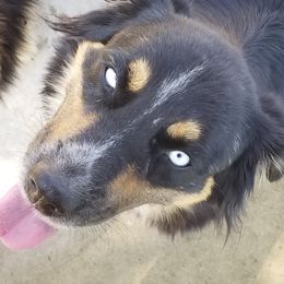 Luna - Miniature Australian Shepherd