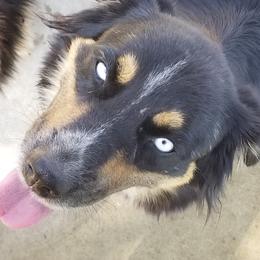 Luna - Miniature Australian Shepherd