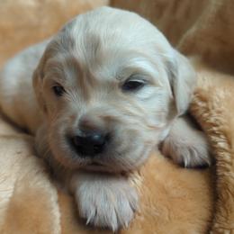 Yellow - Light golden female Golden Retriever puppy in Roseburg, Oregon from Unbound Goldens