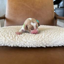 Boy 5 - male Australian Labradoodle puppy in Ferndale, Washington from Annie's Doodles