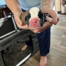 Boxer Puppies from Amy's Boxers