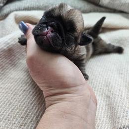 Fawn female - Fawn female Pug puppy in Jacksonville, North Carolina from Coliseum de Cassiope