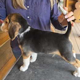 Beagle Puppies from Bullock 's Beagles