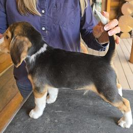 Beagle Puppies from Bullock 's Beagles