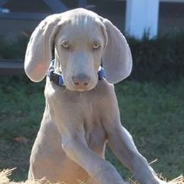 Weimaraners from Kiser Kennels