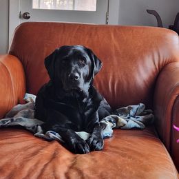 Labrador Retrievers from Radiance Labradors