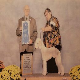 Bedlington Terrier and Bichon Frise All Grown Up from Patchwork Bedlington Terriers and Bichon Frise