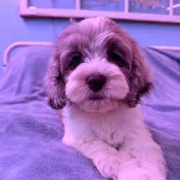 Andrea with training - Merle female Cockapoo puppy in Boonville, North Carolina from Doods & Dolls