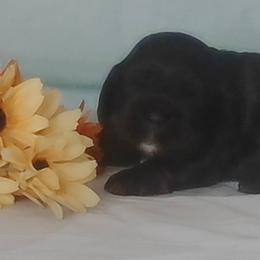 Jacqueline - Black female Cocker Spaniel puppy in Crossville, Tennessee from Timber Sunrise Cockers