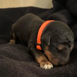 Mr Orange - Black and tan male Airedale Terrier puppy in Huntersville, North Carolina from Cool Hand Luke Kennels