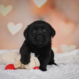 Outlaw - Black male Labrador Retriever puppy in Archer Lodge, North Carolina from Archer Lodge Labradors