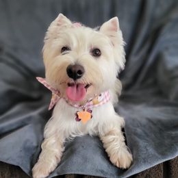 Coco - West Highland White Terrier