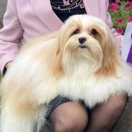 Havanese and Pomeranians from Michelle Soave