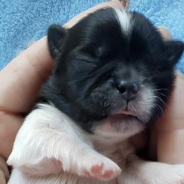 Shih Tzu Puppies from S&K shih tzu’s
