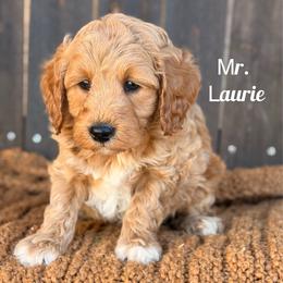 Mr. Laurie - Apricot male Goldendoodle puppy in Sacramento, California from Dandy Doodles Goldendoodles