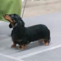 Gravity - Dachshund