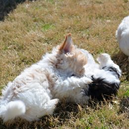 Coton de Tulear Puppies from Cotton Row Cotons