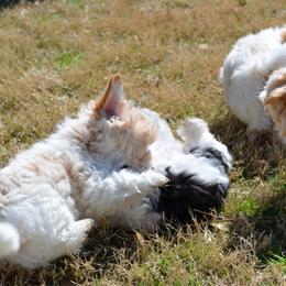Coton de Tulear Puppies from Cotton Row Cotons