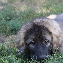 Beyoncé - Grizzle Caucasian Shepherd Dog puppy in Evans, Washington from Guardian Kennels
