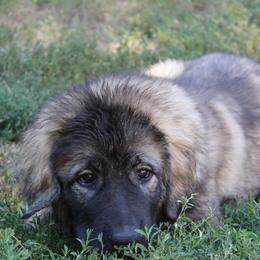 Beyoncé - Grizzle Caucasian Shepherd Dog puppy in Evans, Washington from Guardian Kennels