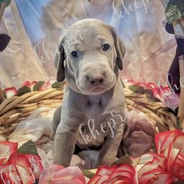 Boy 4 - Silver gray Weimaraner puppy in Jupiter, Florida from Khepri Weimaraners