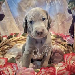 Boy 4 - Silver gray Weimaraner puppy in Jupiter, Florida from Khepri Weimaraners