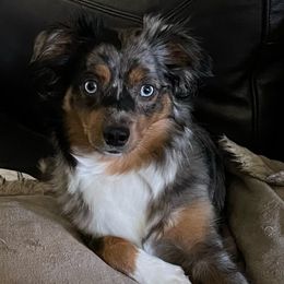 CoCo - Miniature Australian Shepherd