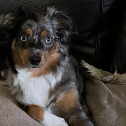 CoCo - Miniature Australian Shepherd
