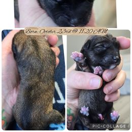 Boy 4 - Sesame male Shiba Inu puppy in Jackson, Ohio from Starlight Shibas